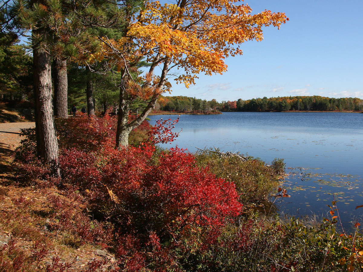 Fall leaves next to a body of water at Acadia National Park