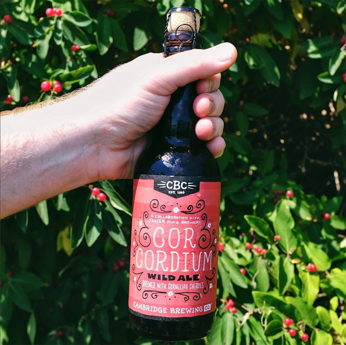 Cambridge Brewing Company / Jester King Cor Cordium wild ale won a bronze medal at GABF in 2017