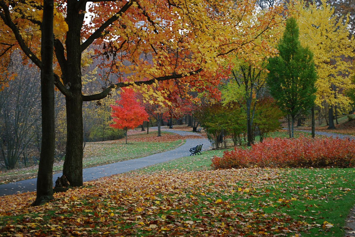 A street with fall foliage and a bench