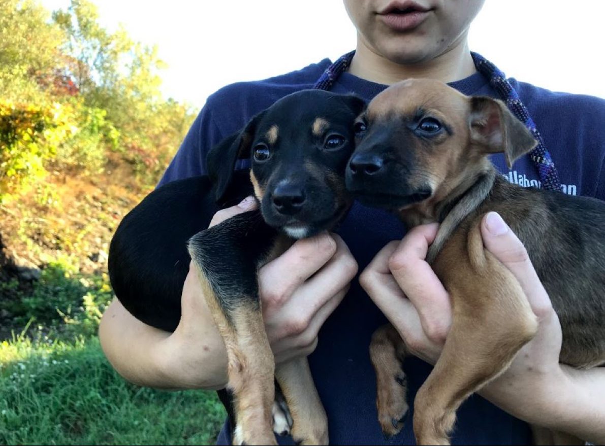dogs for adoption massachusetts