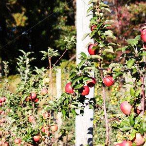 Apples in an orchard