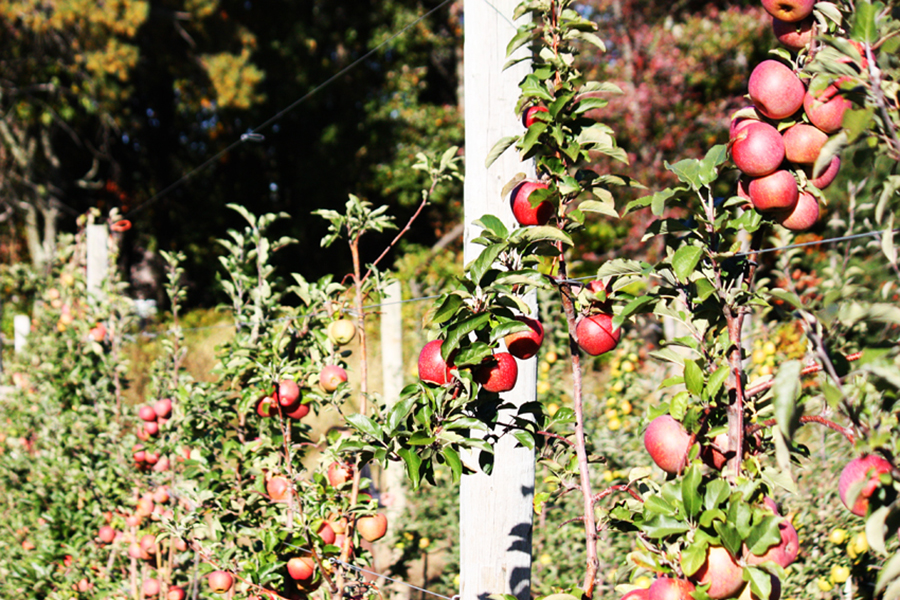 Apples in an orchard
