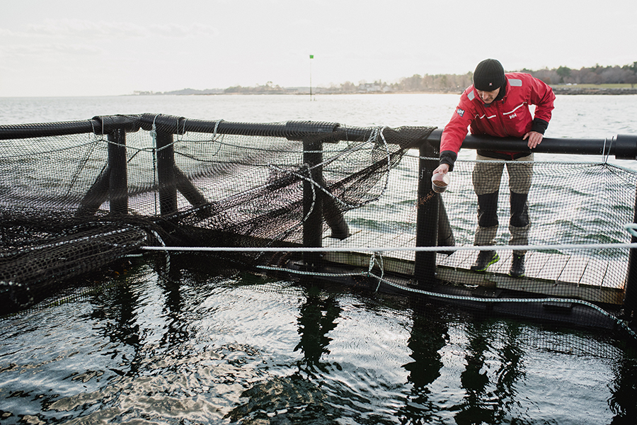 Steelhead trout farm project manager Gunnar Ek tosses the fish a cup of their feed