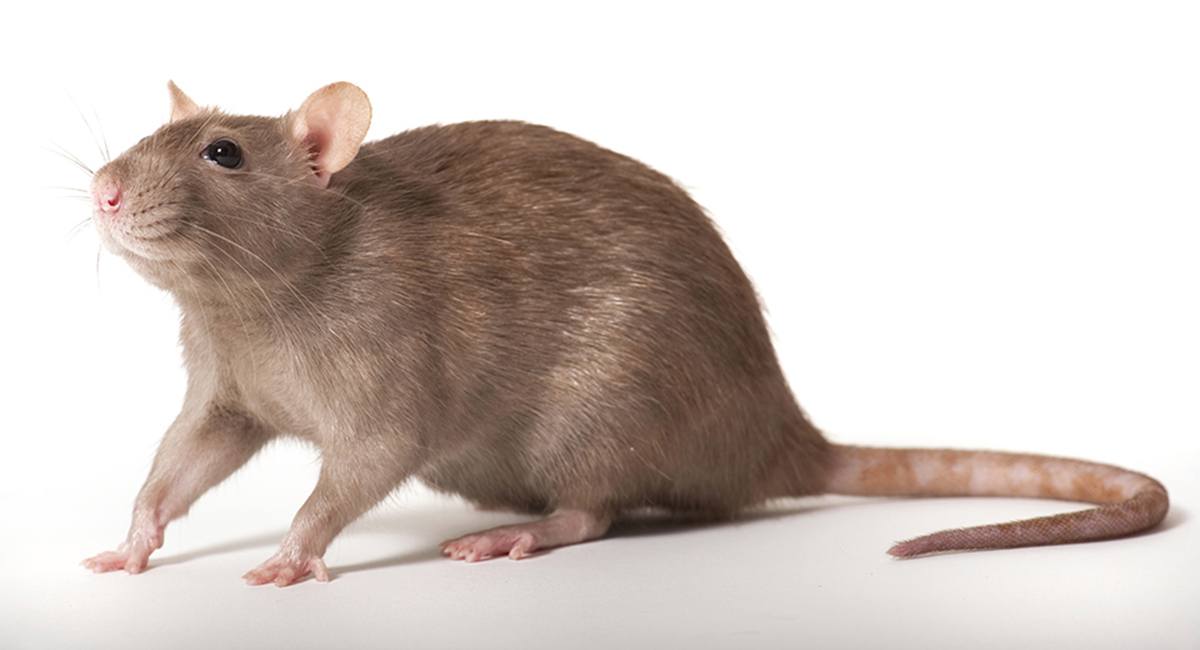 How Far Will Rats Roam? - Colonial Pest Control