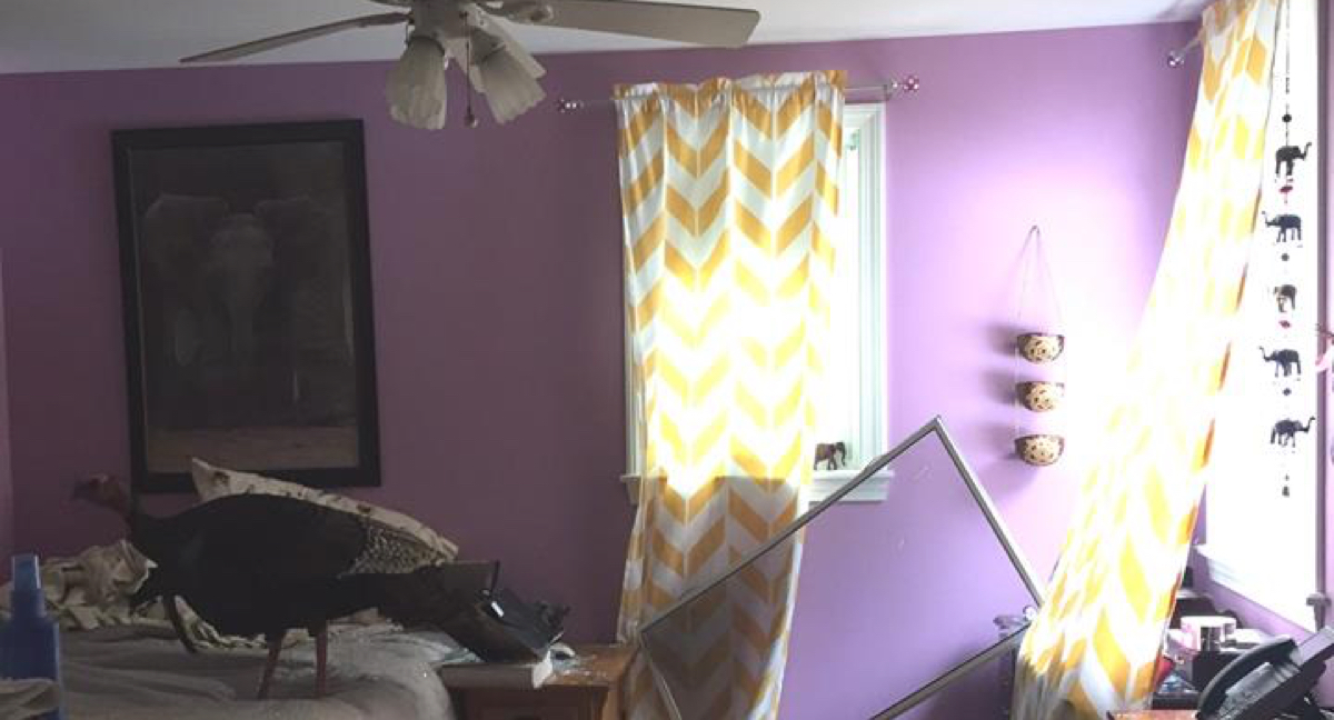 Peeping Tom Kennebunk Turkey Smashed Through A Bedroom Window