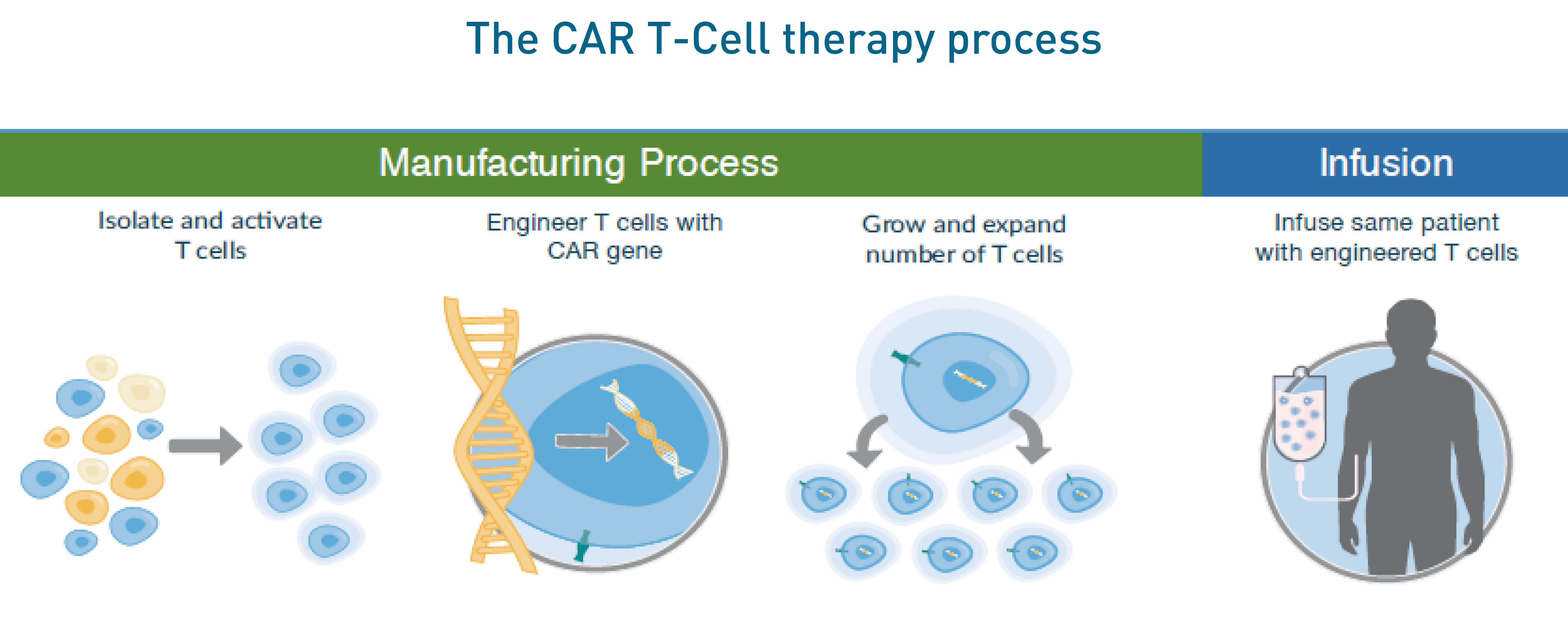 Т терапия. Car t Cell Therapy. Car-t терапия. Cart терапия. Адаптивная т-клеточная терапия.