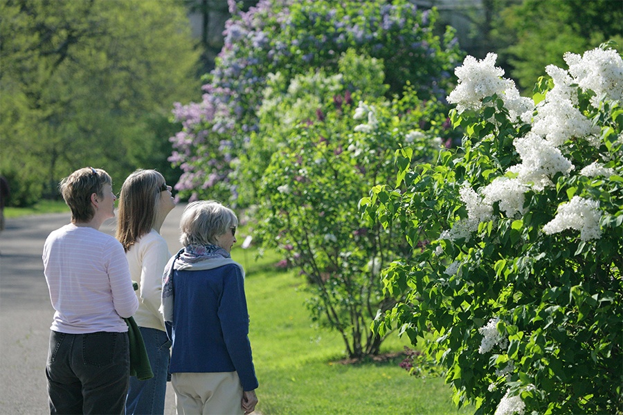 three people looking at the lilacs at lilac sunday 2017