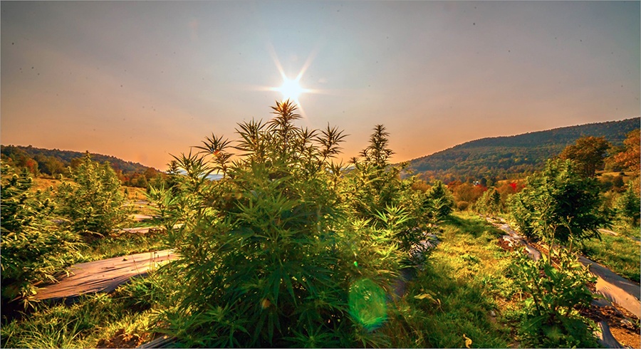 Luce Farm is hosting a hemp dinner at Deadhorse Hill in Worcester