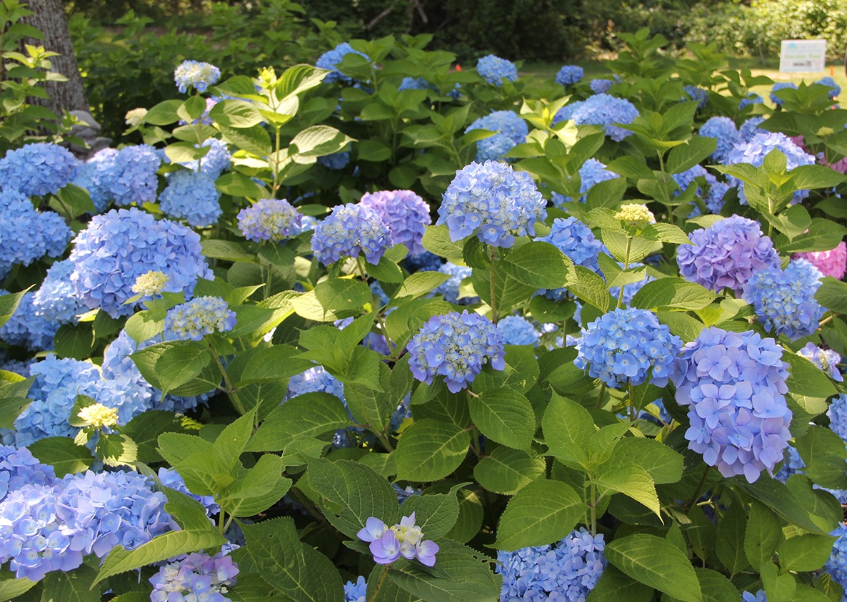 Cape Cod in Bloom Head to Hydrangea Fest this July