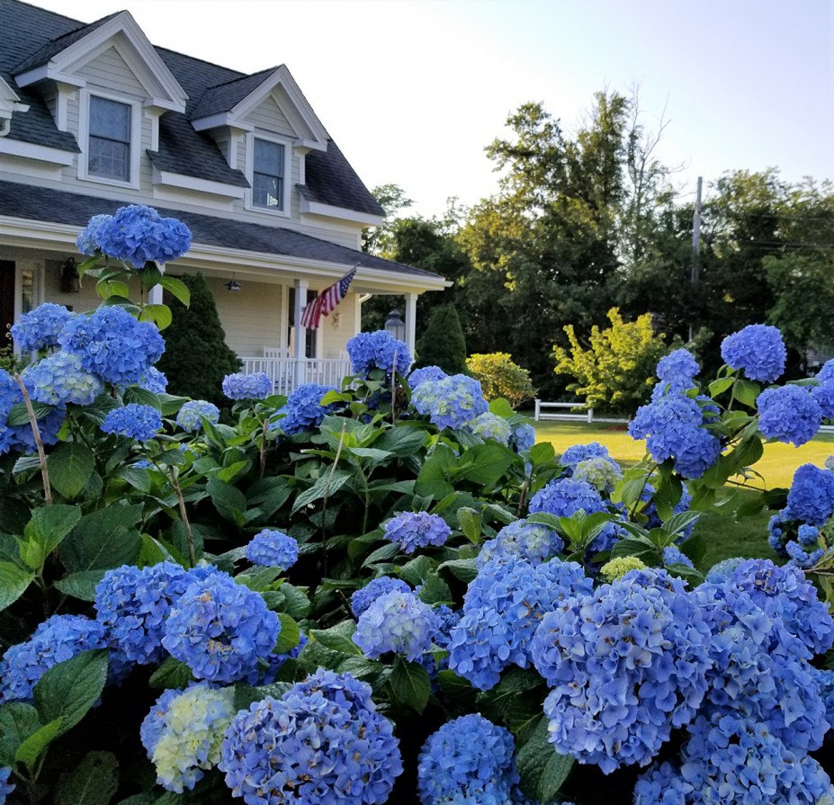 Cape Cod in Bloom Head to Hydrangea Fest this July