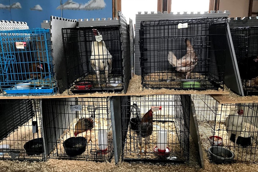Roosters in cages