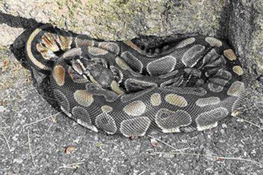 A coiled ball python with spots