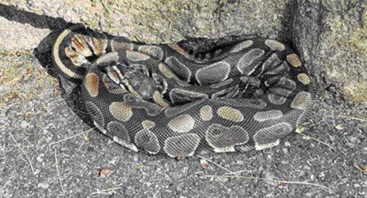 Snakes R Us: Arlington police don't play around with ball python found near  toy store