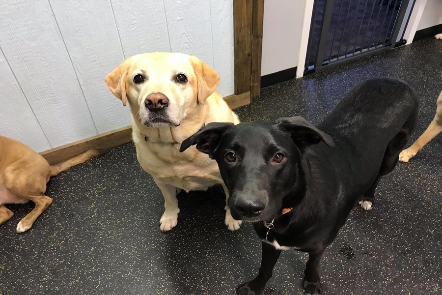 A yellow lab and a black dog