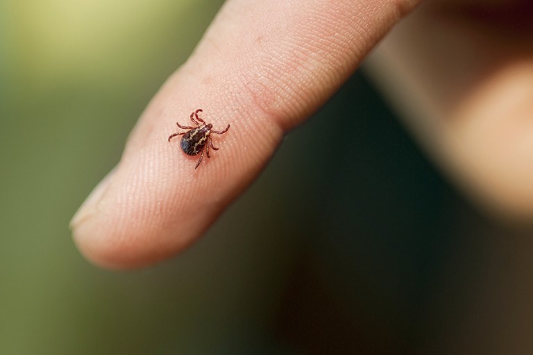 What To Do If You Ve Been Bitten By A Tick   Tick 768x512 