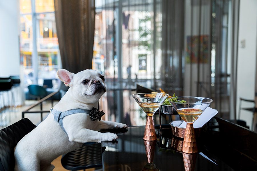 Nacho the French bulldog encourages you to order the Double Paw, a decadent cocktail at the W Hotel Boston