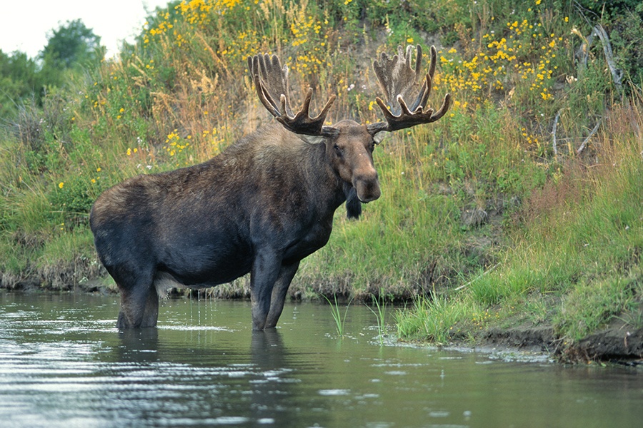 A Bull Moose stands in shallow water of Oxbow Bend in Grand Tetons National Park