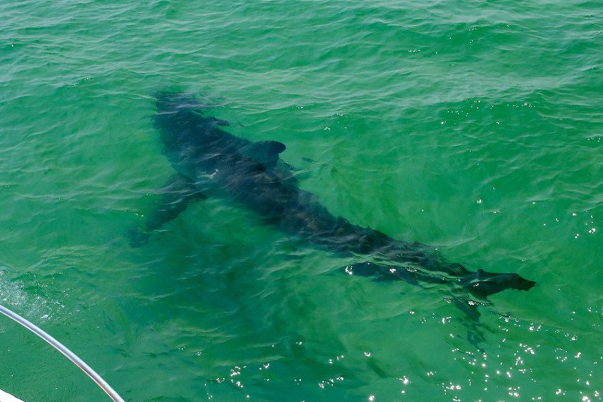 A Shark Bite Has Been Reported off Cape Cod in Truro