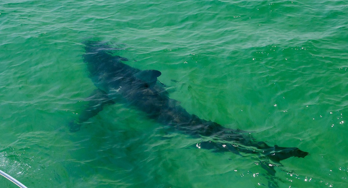Нападение в море. Акулы в черном море. Акула из черного моря. Белая акула в черном море.