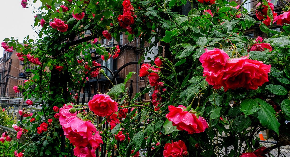 Six Garden Tours in New England to Check Out This Summer