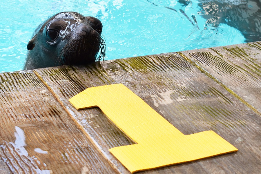 Ron the sea lion pup