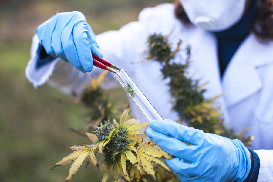 Young woman preparing homeophatic medicine from marijuana plant.