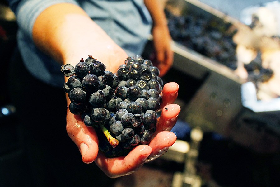 A winemaking employee holds a handful of Santa Barbara pinot noir grapes at City Winery Boston