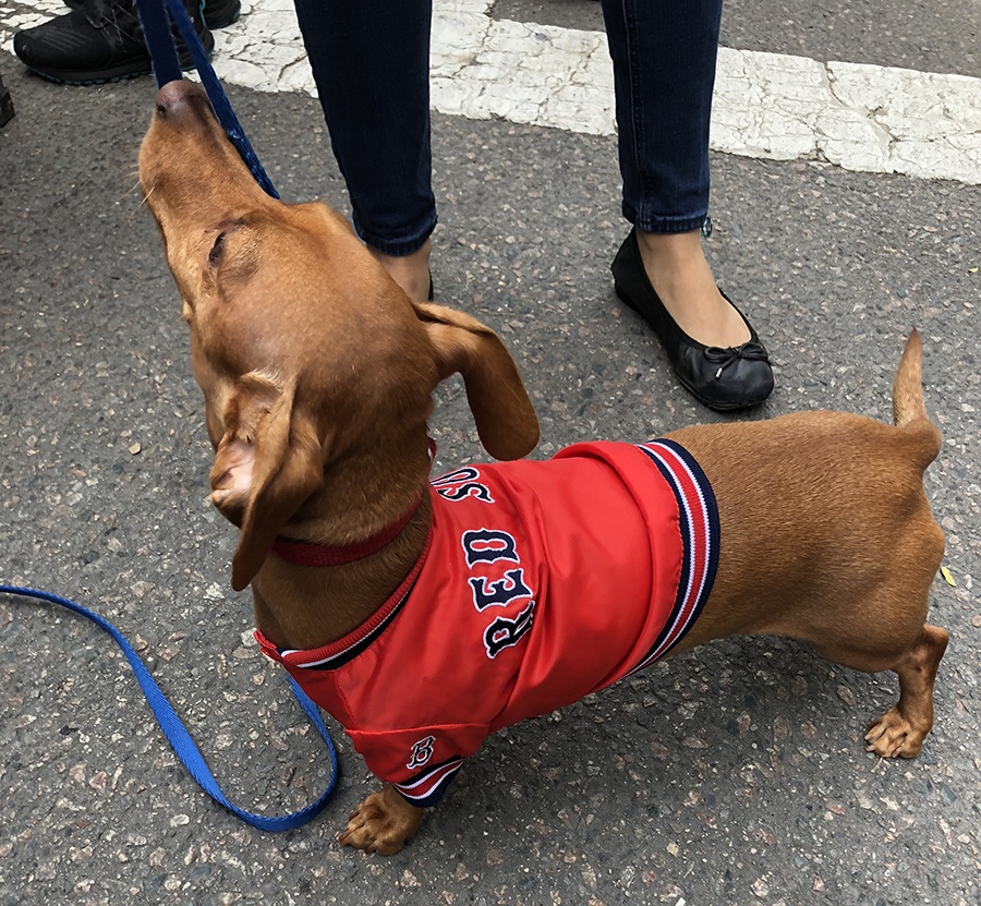 The Very Best Dogs at the 2018 Red Sox Victory Parade