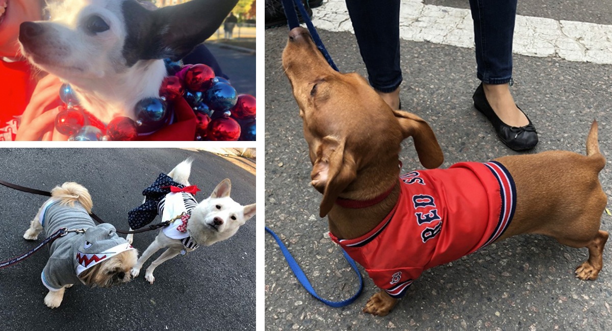 The Very Best Dogs at the 2018 Red Sox Victory Parade