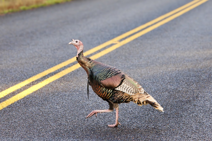 turkey crossing street