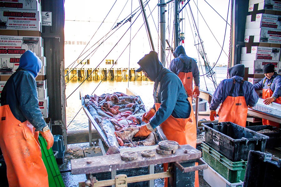 Fishmongers bringing in fresh catch for La Pescheria