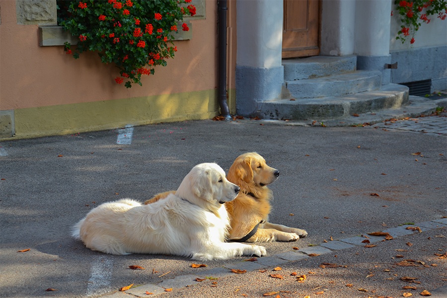 golden retrievers