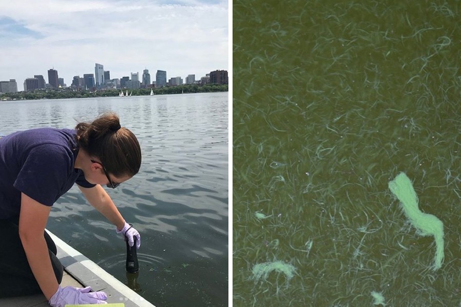 Take a Swim in the Charles River This Summer