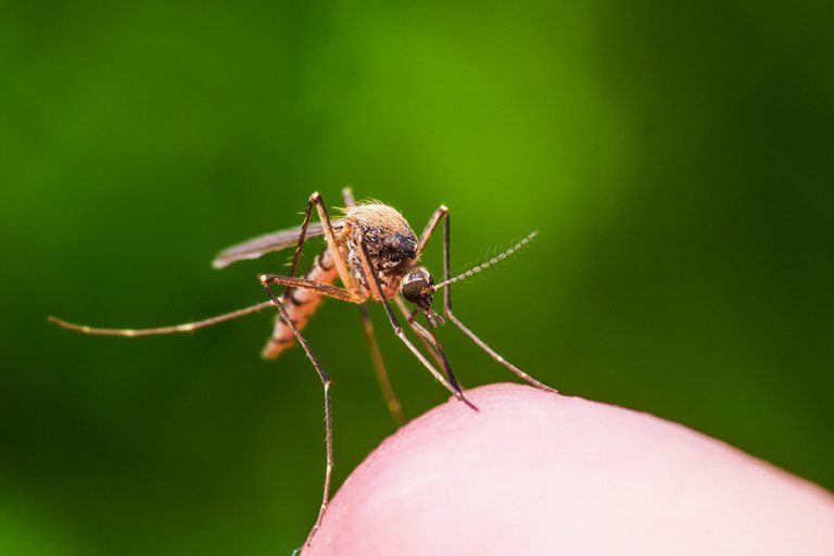 Central Mass Eee Alert Protect Your Loved Ones From Mosquito Borne Illness - nbzwo79
