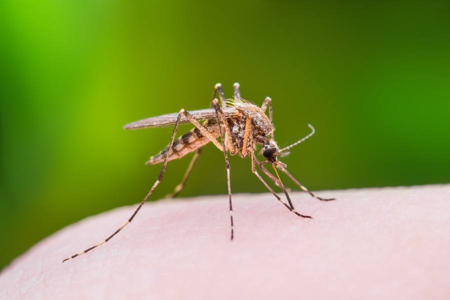 eee mosquito