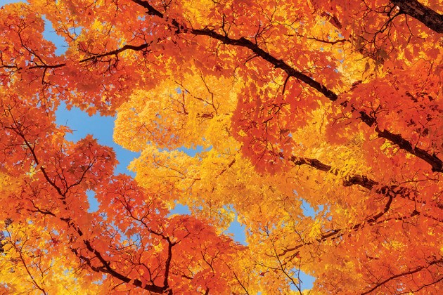 A Weekly Guide to the Best Leaf Peeping in New England