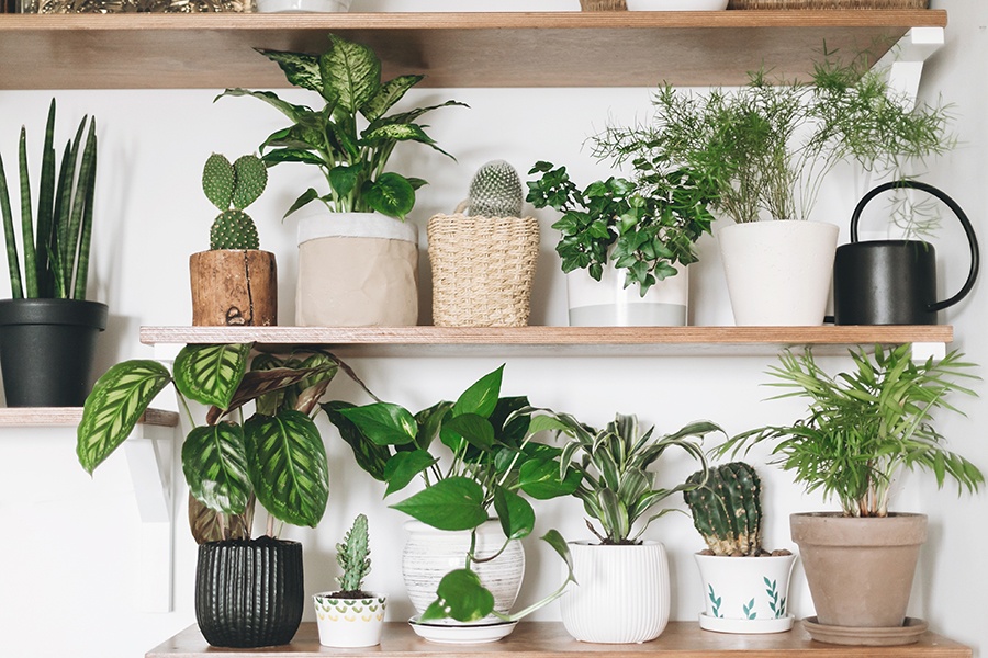 free download best house plants