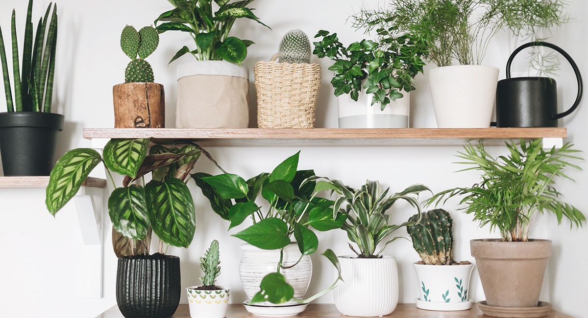 Best House Plants For Living Room