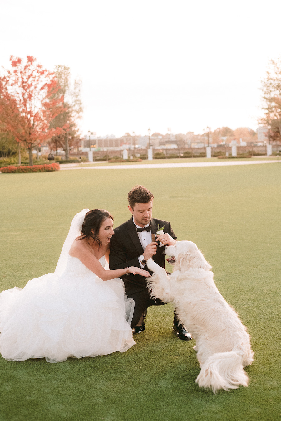 dog in wedding