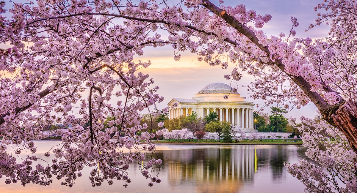 National Cherry Blossom Festival in Washington, DC - A Visitor's Guide