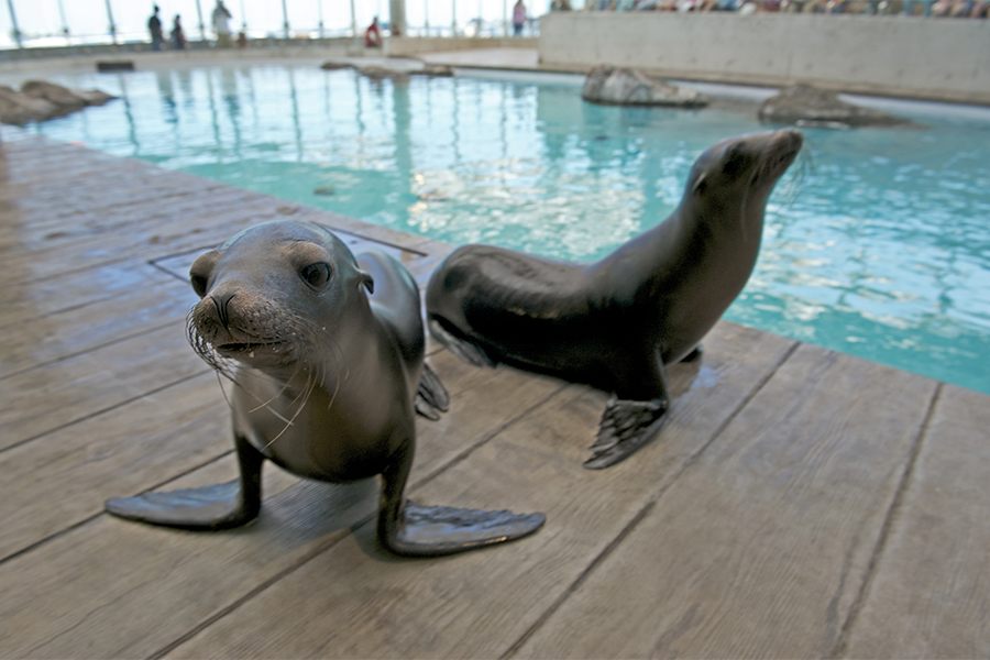 sea lions