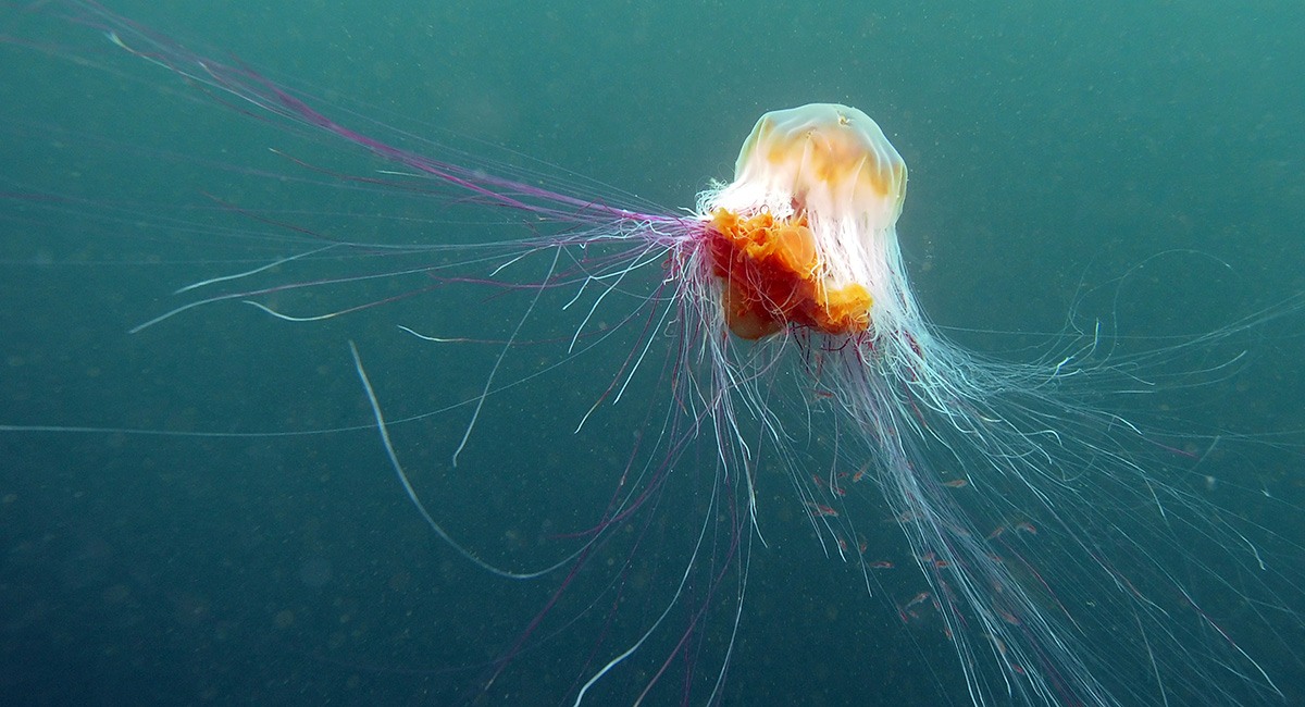 Something New To Worry About Really Big Jellyfish Have Been Spotted At Mass Beaches