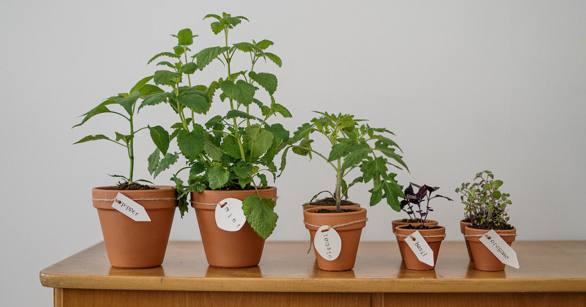 Seven Edible Plants You Can Grow In Your Apartment