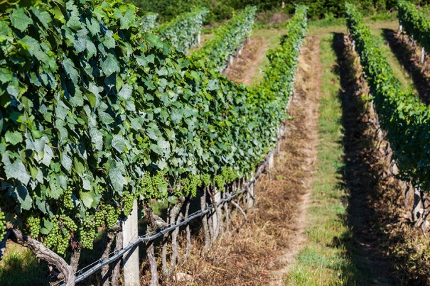 Five Scenic Massachusetts Wineries You Should Visit