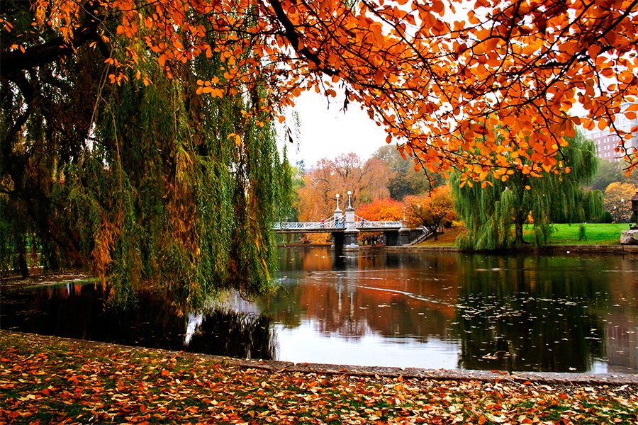 boston public garden fall