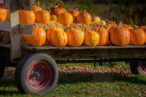 The Best Places to Go Pumpkin Picking near Boston