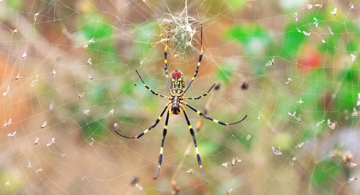 Millions of Palm-Sized Flying Spiders Could Invade the East Coast