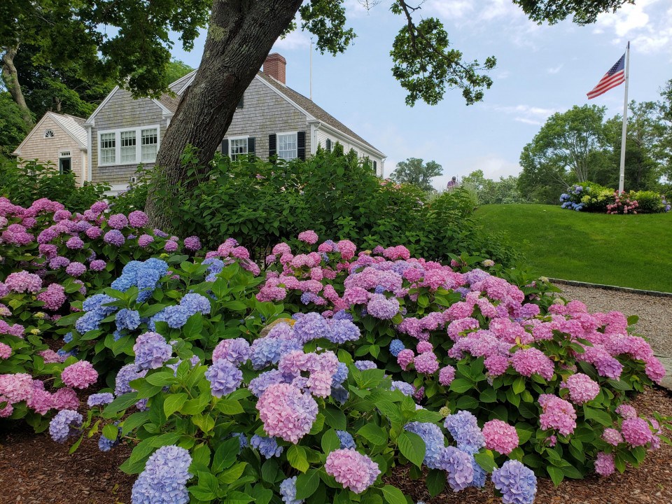 Cape Cod Hydrangea Fest 2022 Everything You Need to Know