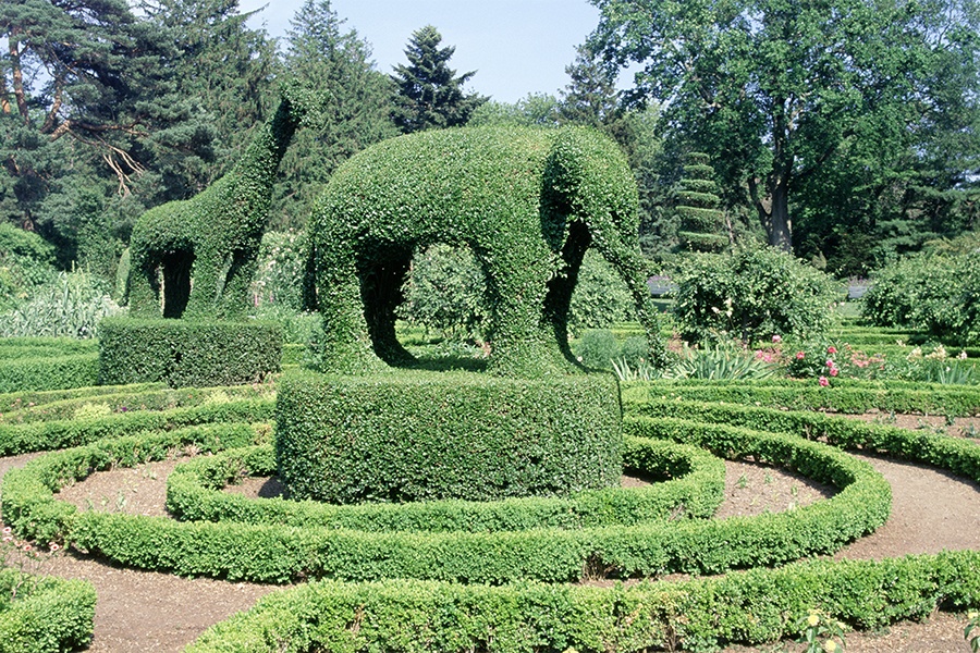 green elephant topiary