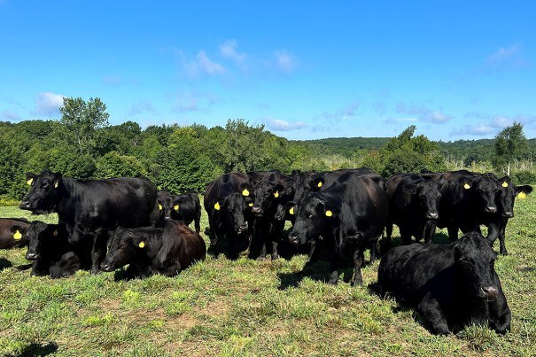 This Massachusetts Cattle Farm Is Supporting Sustainability in New ...